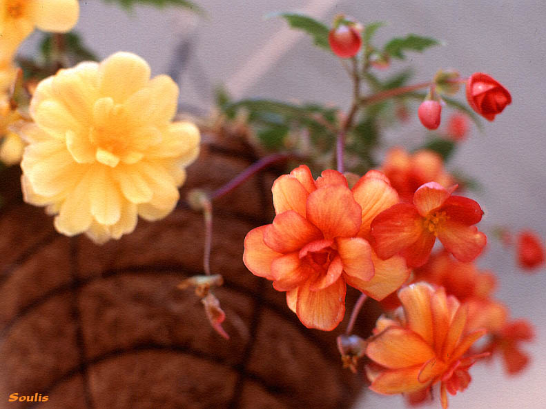 ���� ��� �����