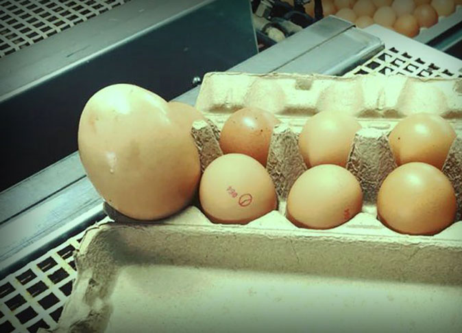 البيضة