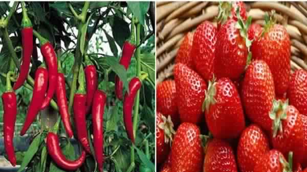 "الزراعة" تكشف أسباب رفع الحظر السعودي علي صادرات مصر من الفراولة والفلفل
