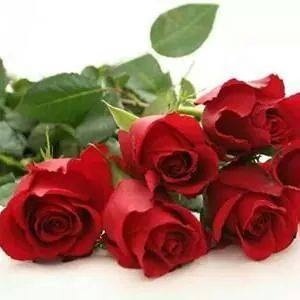 Mohammed Fouad .M.ali